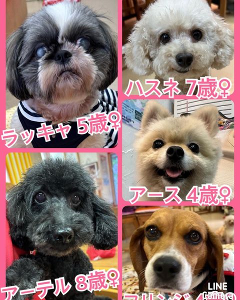 🐾今日の里親様募集中ワンコ🐶メンバーです🐾2023,7,22【保護犬カフェ天神橋店】